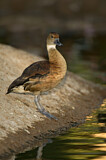 Image Category. Enten, Gänse, Schwäne