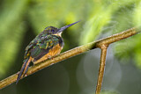Image Category. Glanzvögel