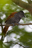 Image Category. Ameisenvögel