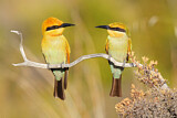 Image Category. Bienenfresser