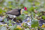 Image Category. Kammblatthühnchen