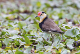 Image Category. Kammblatthühnchen
