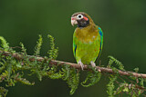 Image Category. Parrots