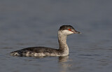 Image Category. Taucher