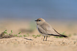 Image Category. Sandbrachschwalbe