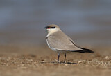 Image Category. Sandbrachschwalbe
