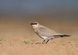 Image Category. Small Pratincole