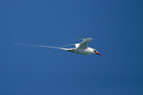Image Category. Tropikvögel