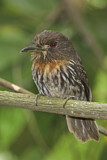 Image Category. Puffbirds