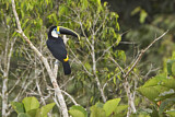 Image Category. Toucans