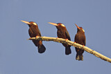 Image Category. Glanzvögel