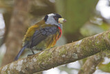 Image Category. Tukanbartvögel