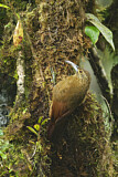Image Category. Töpfervögel