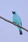 Image Category. Cotingas