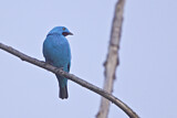 Image Category. Schmuckvögel