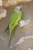 Image Category. Papageien