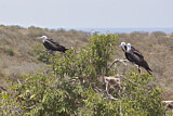 Image Category. Fregattvögel