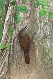 Image Category. Töpfervögel