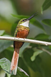 Image Category. Glanzvögel