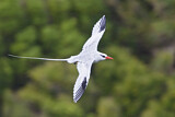 Image Category. Tropic Birds
