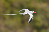 Image Category. Tropikvögel