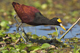 Image Category. Gelbstirn-Blatthühnchen
