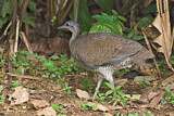 Image Category. Great Tinamou