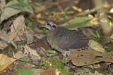 Image Category. Great Tinamou
