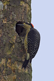 Image Category. Spechte