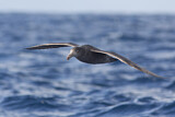 Image Category. Petrels & Shearwaters