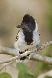Image Category. Ameisenvögel
