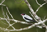 Image Category. Tityras und Bekarden