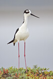 Image Category. Black-necked Stilt