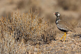 Image Category. Bustards