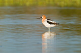 Image Category. American Avocet