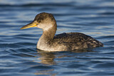 Image Category. Taucher