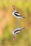 Image Category. American Avocet