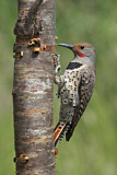 Image Category. Spechte