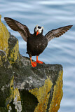 Image Category. Auks