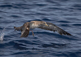 Image Category. Sturmvögel