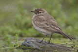 Image Category. Töpfervögel