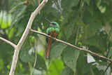 Image Category. Glanzvögel