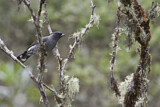 Image Category. Schmuckvögel