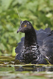 Image Category. Wehrvögel
