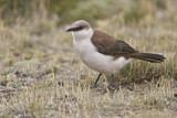 Image Category. Töpfervögel