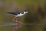 Image Category. Black-necked Stilt