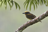 Image Category. Amerikanische Bartvögel