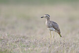 Image Category. Dominikanertriel