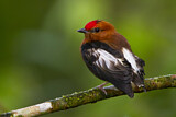 Image Category. Schnurrvögel