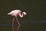 Image Category. Flamingos